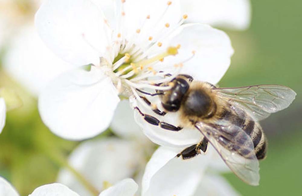 Bee pollinating flower