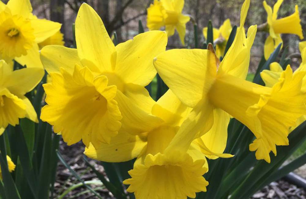 daffodils