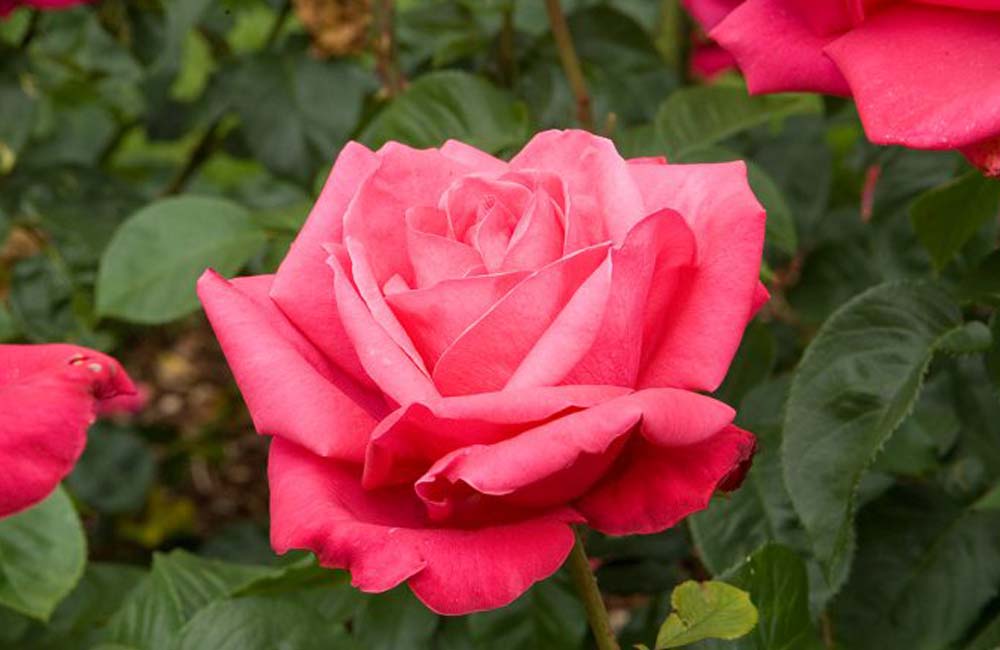 Red roses