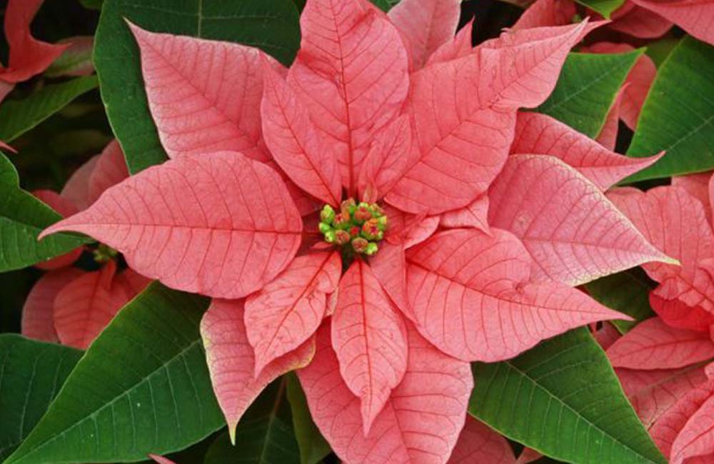 Holiday plant