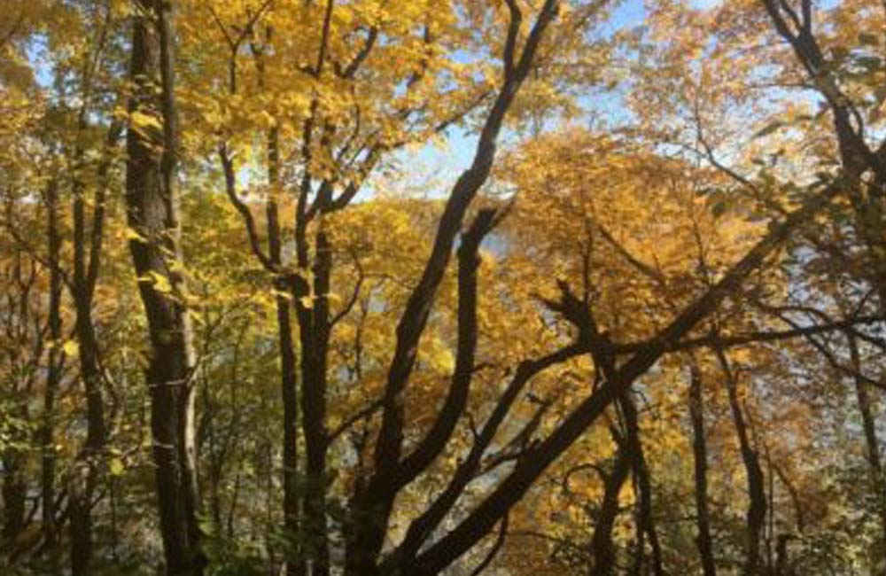 Trees with autumn colors