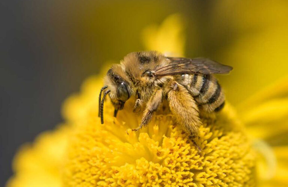 Bee
