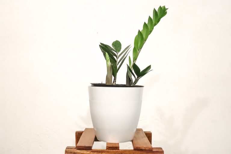 Photo of an indoor plant