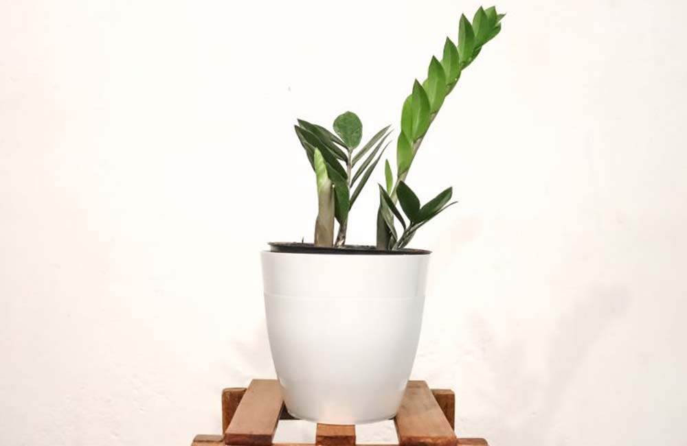 Indoor Plant