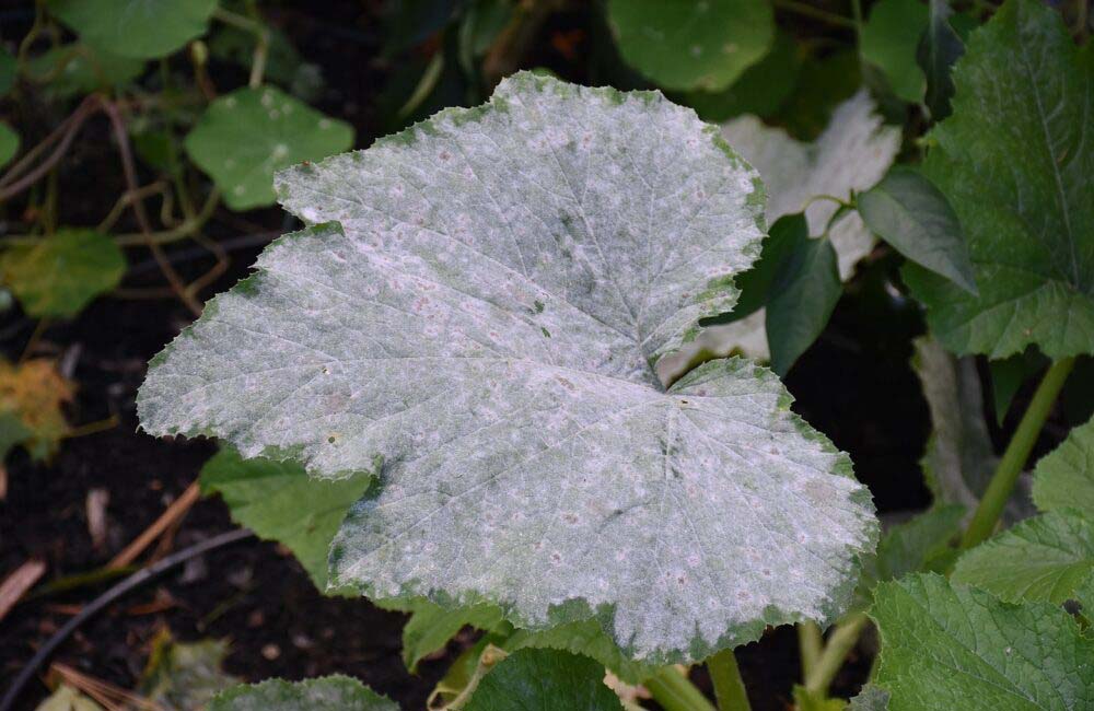 Mildew on plant