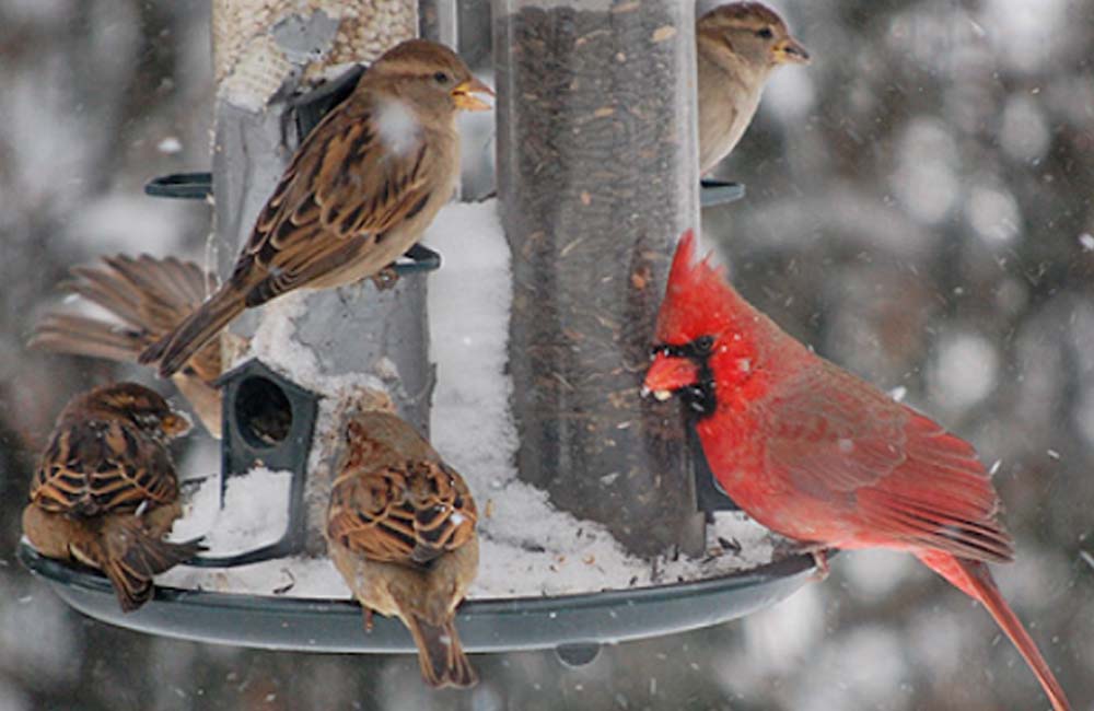 Birds at bird feeder