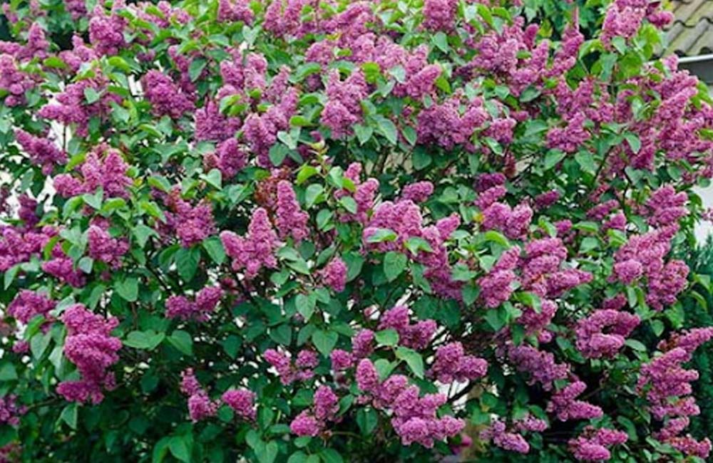 Spring Shrub