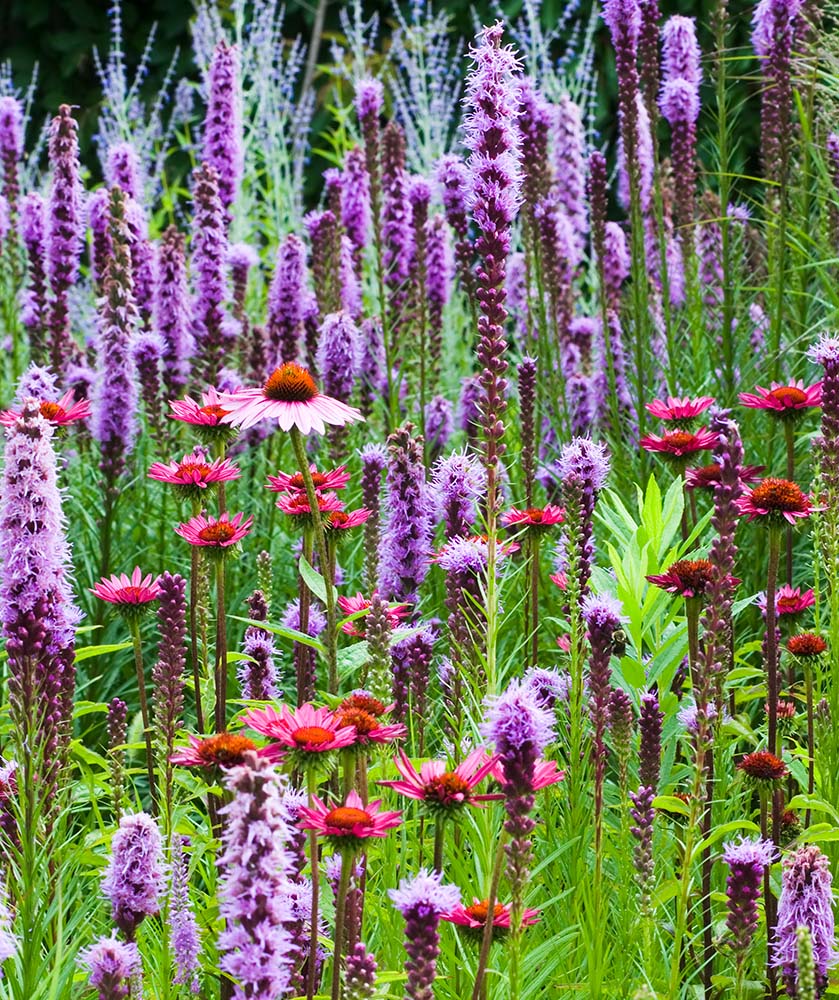 Liatris Flowers