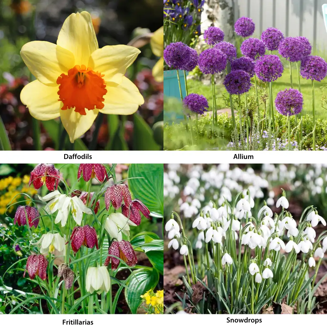 Deer and Rabbit Resistant Bulbs