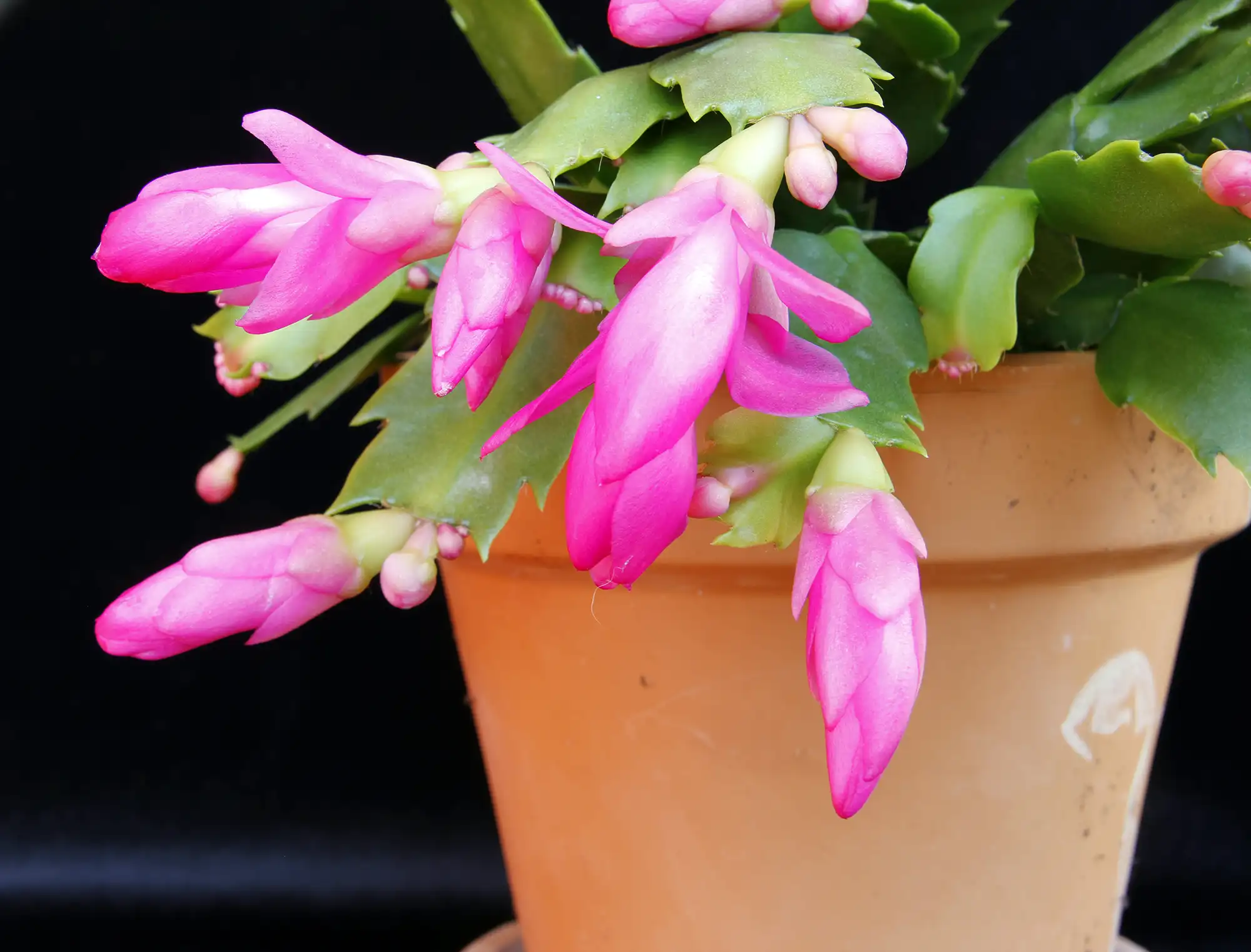 Christmas cactus