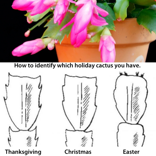 How to identify cactus