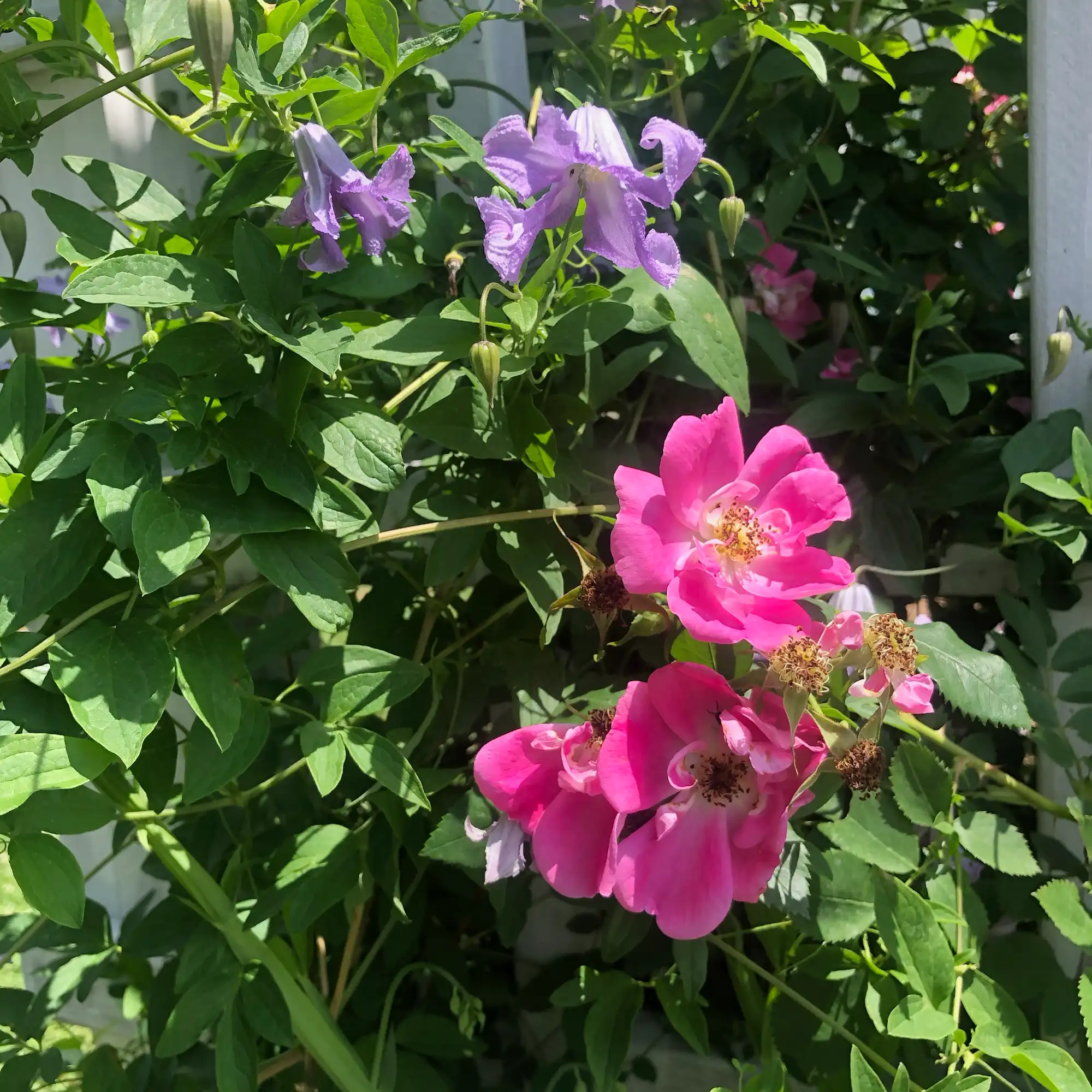 Clematis