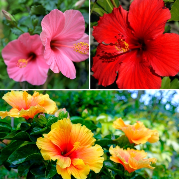 hibiscus