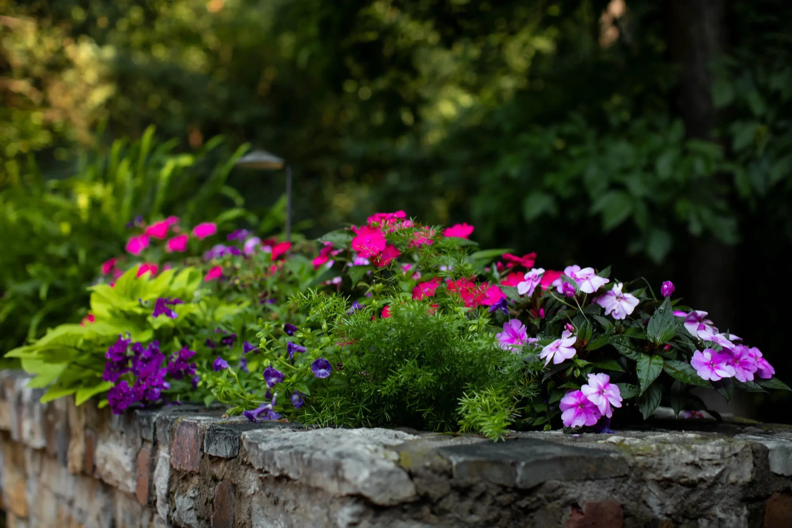 Summer Annuals
