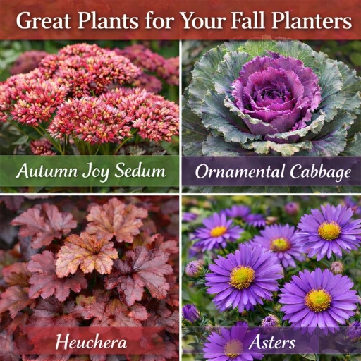 Great plants for fall planters